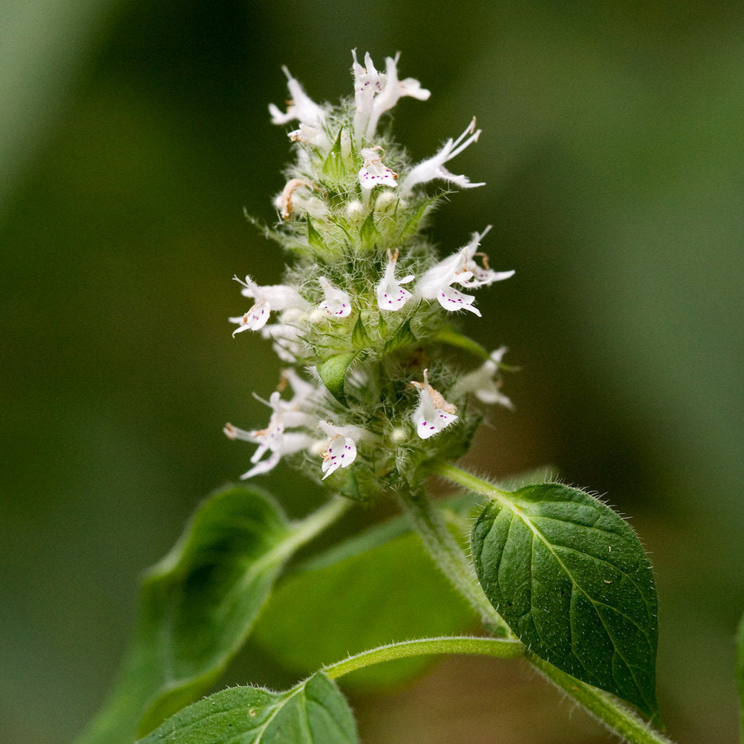 Hairy Wood Mint - Blephilia hirsuta