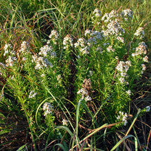 Load image into Gallery viewer, Virginia Mountain Mint - Pycnanthemum virginianum
