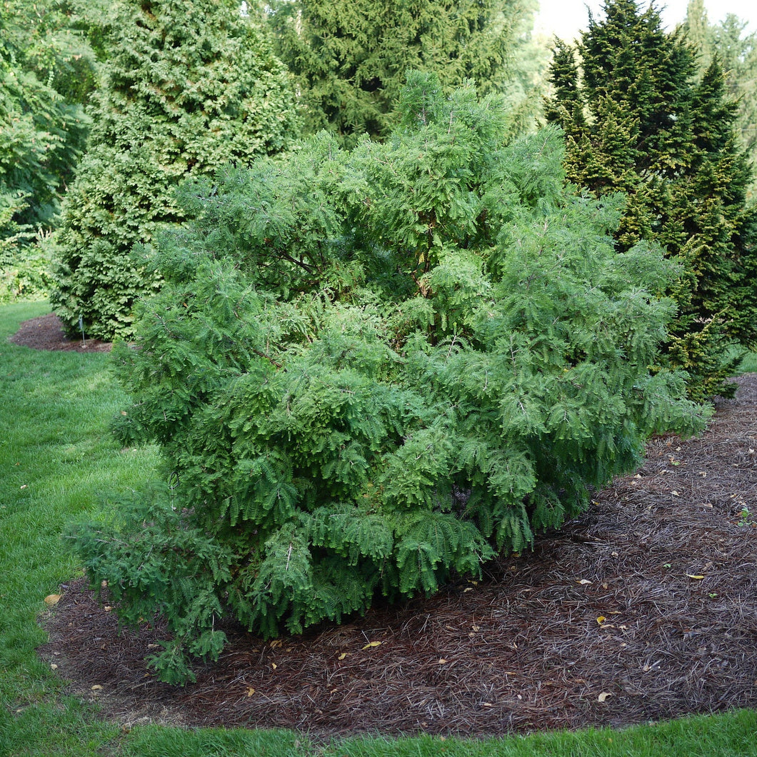 Cody's Feathers Baldcypress - Taxodium distichum 'Cody's Feathers'