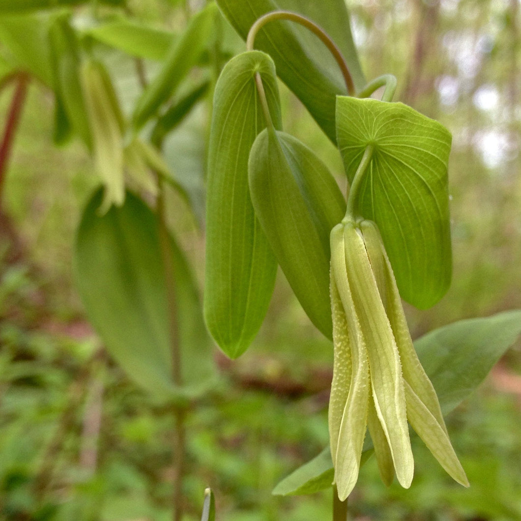 Perfoliate Bellwort - Uvularia perfoliata