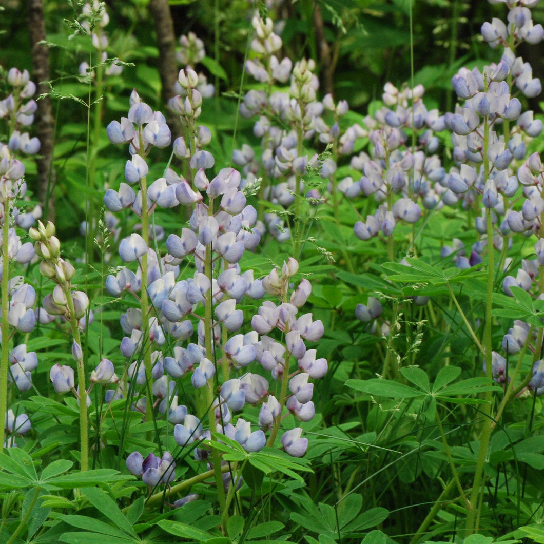 Sundial Lupine - Lupinus perennis var. occidentalis