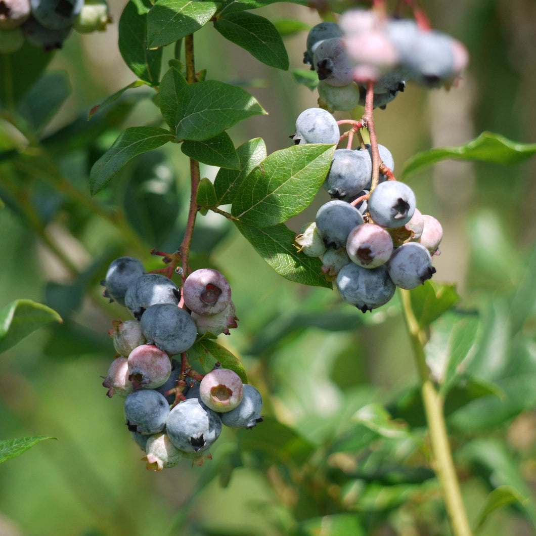 Reveille Blueberry - Vaccinium x 'Reveille'