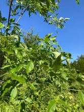 Load image into Gallery viewer, Common Hoptree - Ptelea trifoliata
