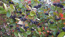Load image into Gallery viewer, Purple Chokeberry - Aronia x prunifolia

