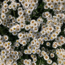 Load image into Gallery viewer, Robin&#39;s Plantain - Erigeron pulchellus var. pulchellus &#39;Lynnhaven Carpet&#39;
