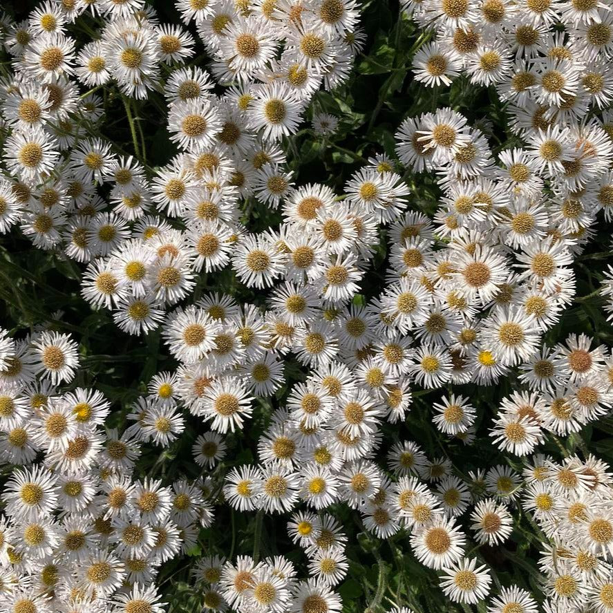 Lynnhaven Carpet Robin's Plantain - Erigeron pulchellus var. pulchellus 'Lynnhaven Carpet'