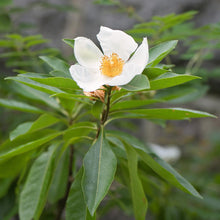 Load image into Gallery viewer, Gordlinia - x Gordlinia grandiflora
