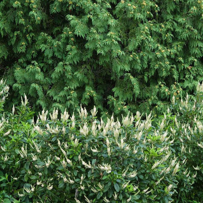 Compacta Summersweet - Clethra alnifolia 'Compacta'