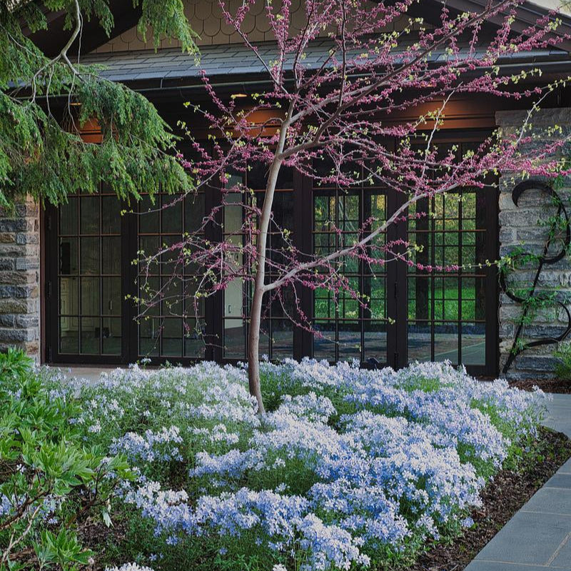 Blue Moon Woodland Phlox - Phlox divaricata 'Blue Moon'