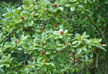 Load image into Gallery viewer, Sweetbay Magnolia - Magnolia virginiana
