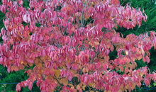 Load image into Gallery viewer, Appalachian Snow Flowering Dogwood - Cornus florida &#39;Appalachian Snow&#39;
