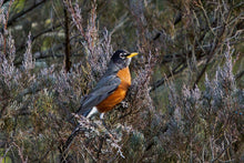 Load image into Gallery viewer, Burkii Eastern Red Cedar - Juniperus virginiana 'Burkii'

