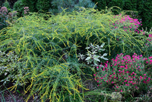 Load image into Gallery viewer, New England Aster - Symphyotrichum novae-angliae &#39;Alma Potschke&#39;
