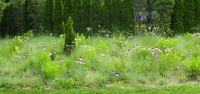 Load image into Gallery viewer, Pale Coneflower - Echinacea pallida
