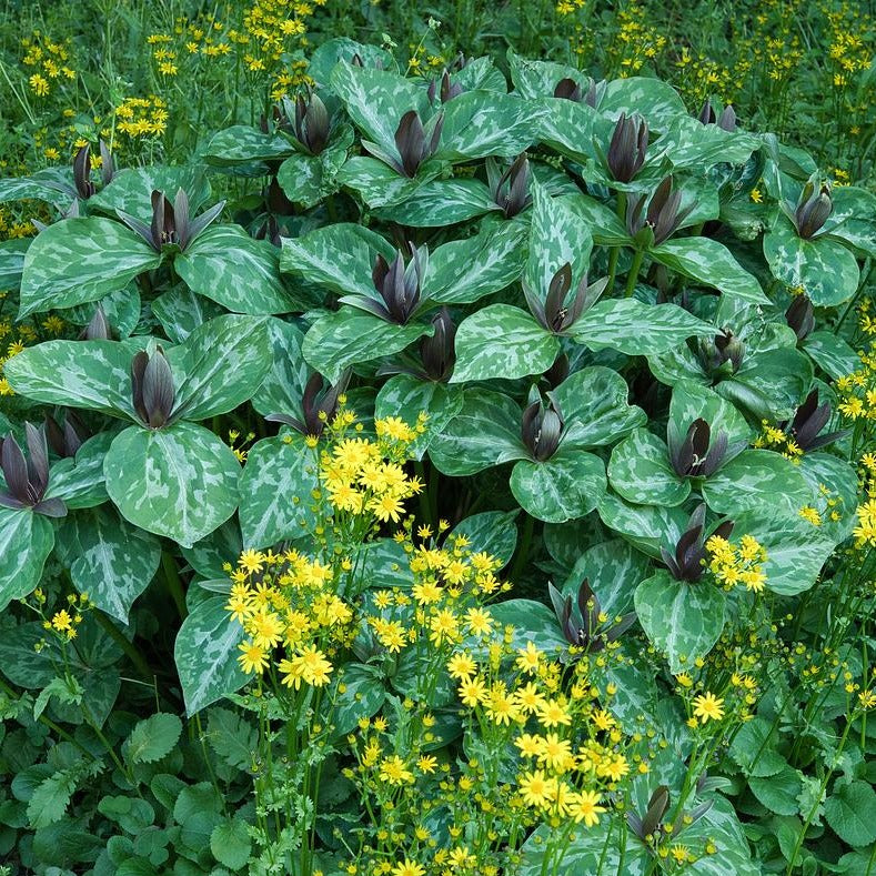 Toadshade - Trillium sessile – Natural Lands Plant Sale