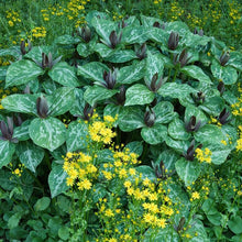 Load image into Gallery viewer, Toadshade - Trillium sessile
