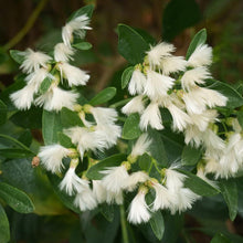 Load image into Gallery viewer, Groundsel Bush - Baccharis halimifolia
