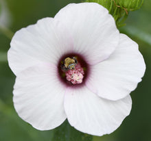 Load image into Gallery viewer, Halberd-leaf Rosemallow - Hibiscus laevis
