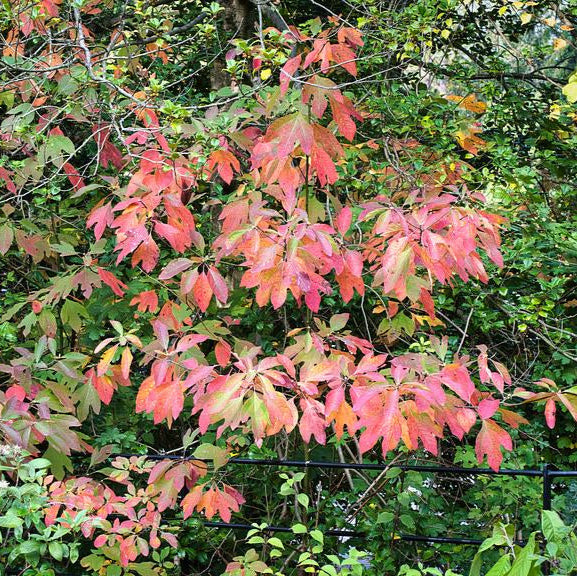 Sassafras - Sassafras albidum