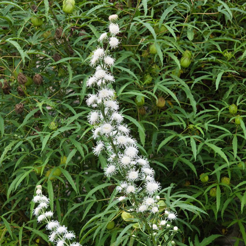 Savannah Blazing Star - Liatris scariosa