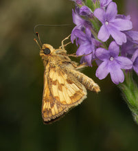 Load image into Gallery viewer, Hoary Vervain - Verbena stricta
