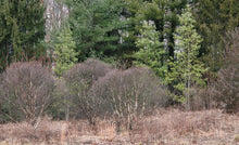 Load image into Gallery viewer, Dwarf River Birch - Betula nigra &#39;Little King&#39; Fox Valley®
