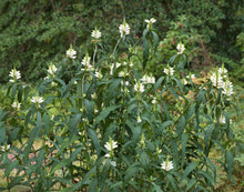 Load image into Gallery viewer, White Turtlehead - Chelone glabra
