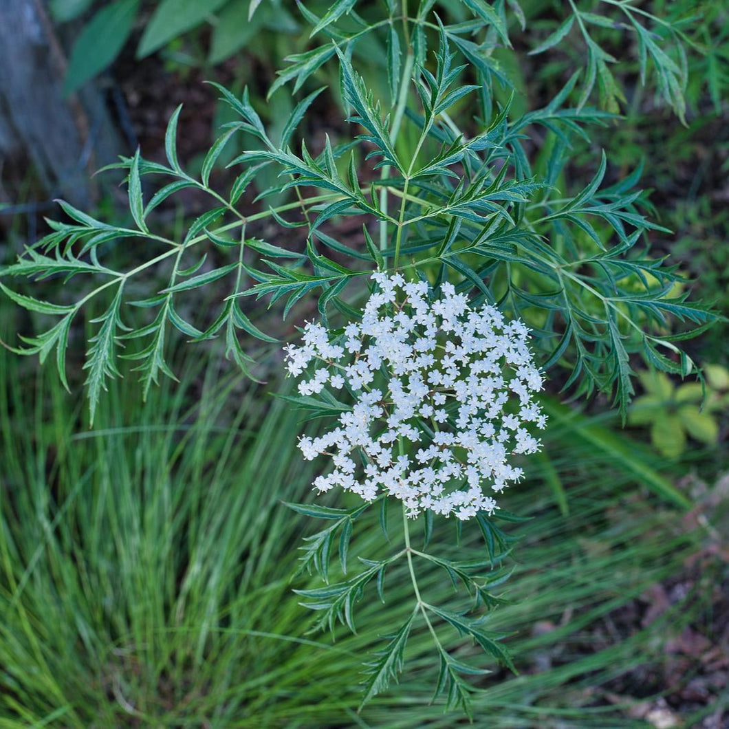 Cutleaf American Elderberry - Sambucus canadensis 'Laciniata'