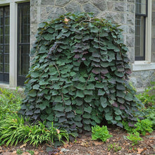Load image into Gallery viewer, Ruby Falls Eastern Redbud - Cercis canadensis 'Ruby Falls'
