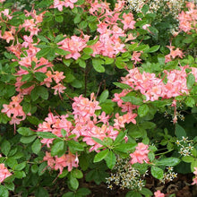 Load image into Gallery viewer, Plumleaf Azalea - Rhododendron prunifolium
