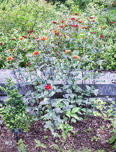 Load image into Gallery viewer, Bleeding Hearts False Sunflower - Heliopsis helianthoides var. scabra &#39;Bleeding Hearts&#39;
