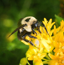 Load image into Gallery viewer, Hello Yellow Butterfly Milkweed - Asclepias tuberosa &#39;Hello Yellow&#39;
