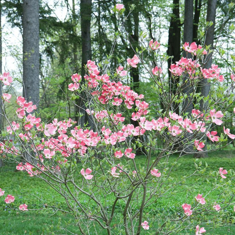 Flowering Dogwood - Cornus florida f. rubra