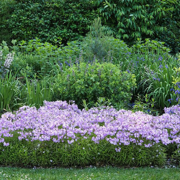 Kim Carolina Phlox - Phlox carolina ‘Kim’