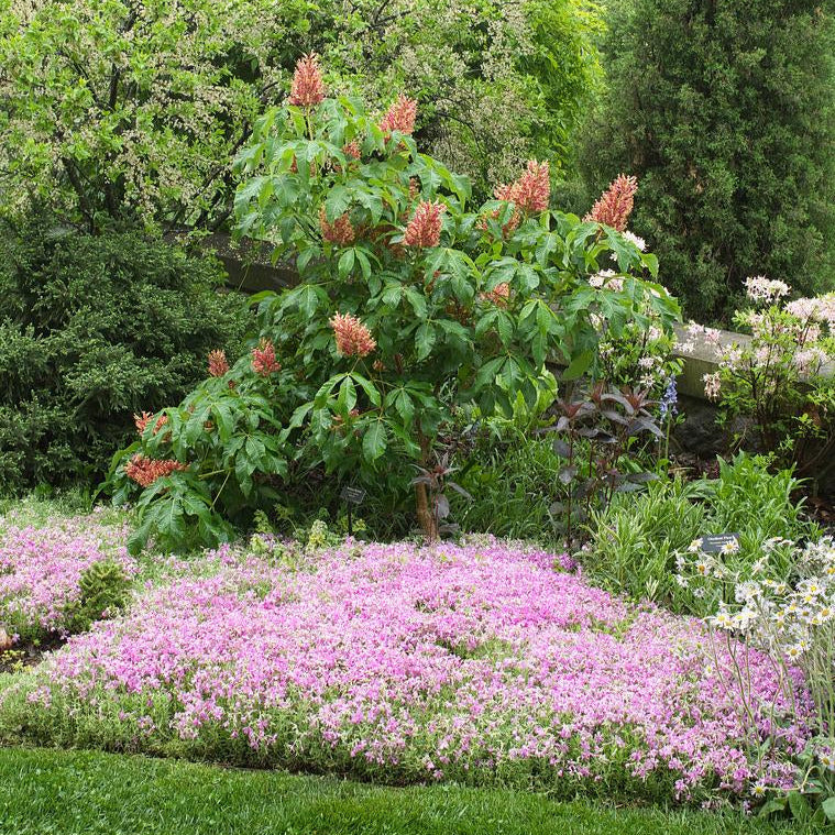 Nettleton's Variety Moss Phlox - Phlox subulata 'Nettleton's Variety'