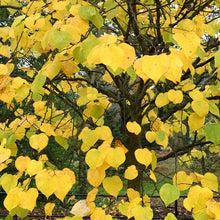 Load image into Gallery viewer, Gilded Hearts Redbud - Cercis candensis var. texensis &#39;NC2014-10&#39; Gilded Hearts™
