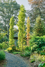 Load image into Gallery viewer, Slender Silhouette American Sweetgum - Liquidambar styraciflua 'Slender Silhouette'
