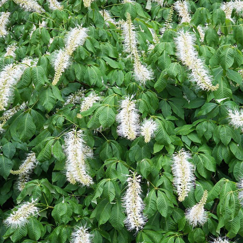 Rogers Bottlebrush Buckeye - Aesculus parviflora var. serotina 'Rogers'