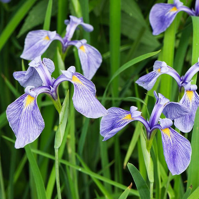 Savannah Iris - Iris tridentata