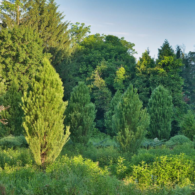 Lindsey's Skyward Baldcypress - Taxodium distichum 'Lindsey's Skyward'