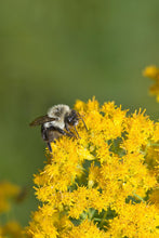 Load image into Gallery viewer, Slender Goldentop - Euthamia caroliniana
