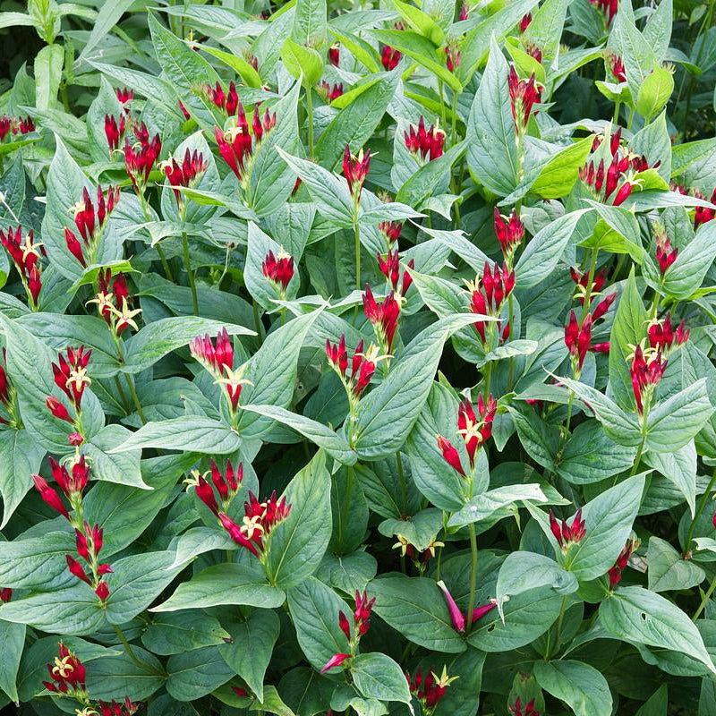 Apple Slices Woodland Pinkroot - Spigelia marilandica 'Apple Slices'