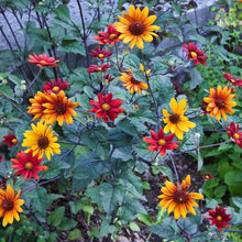 Load image into Gallery viewer, Bleeding Hearts False Sunflower - Heliopsis helianthoides var. scabra &#39;Bleeding Hearts&#39;
