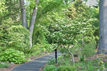 Load image into Gallery viewer, Pagoda Dogwood - Cornus alternifolia
