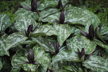 Load image into Gallery viewer, Toadshade - Trillium sessile
