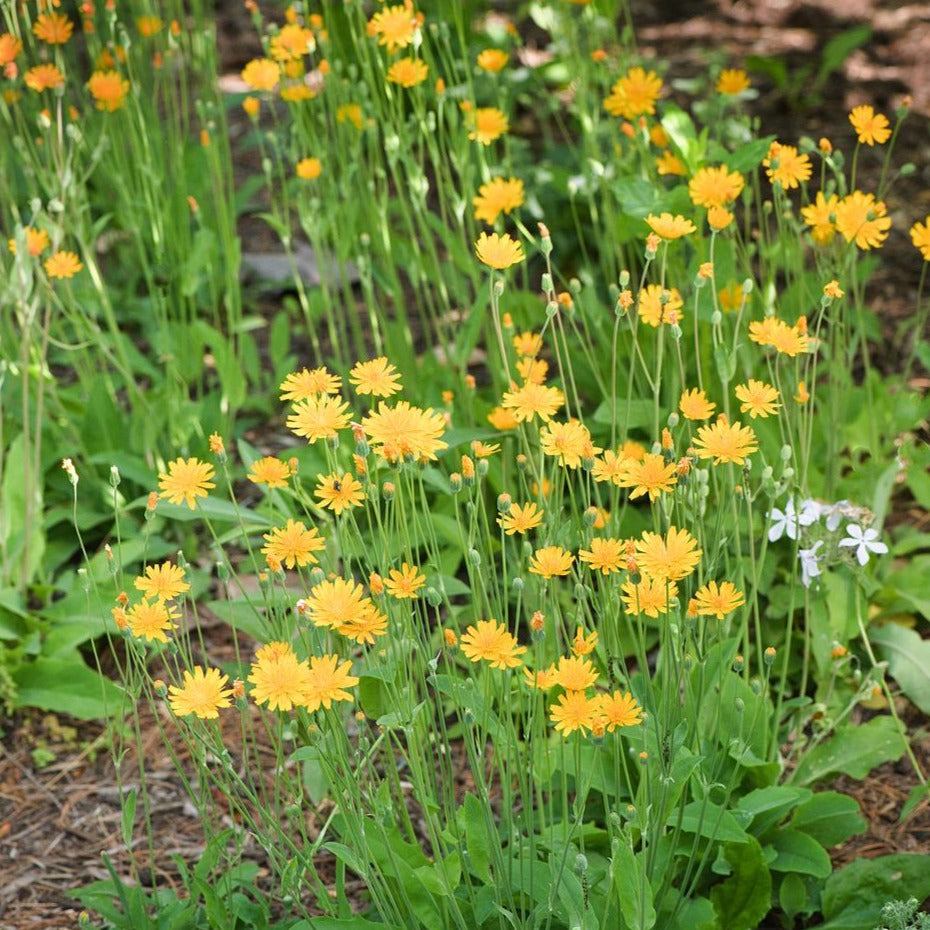 Two-flower Dwarf Dandelion - Krigia biflora – Natural Lands Plant Sale