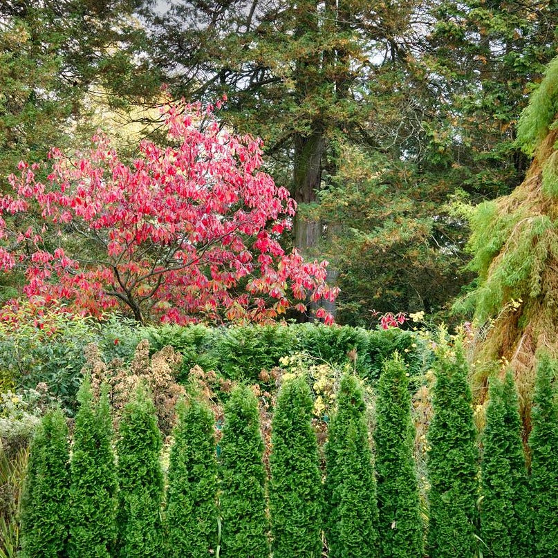 Degroot's Spire American Arborvitae - Thuja occidentalis 'Degroot's Spire'
