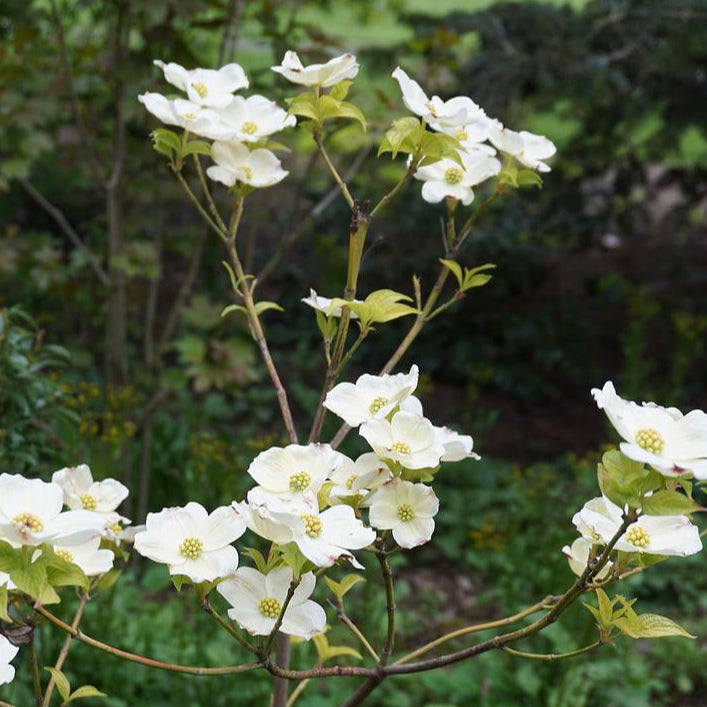 Appalachian Joy Flowering Dogwood - Cornus florida 'Appalachian Joy'