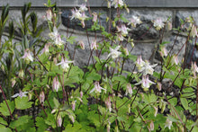 Load image into Gallery viewer, Pink Eastern Red Columbine - Aquilegia canadensis &#39;Pink Lanterns&#39;

