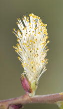 Load image into Gallery viewer, Silky Willow - Salix sericea
